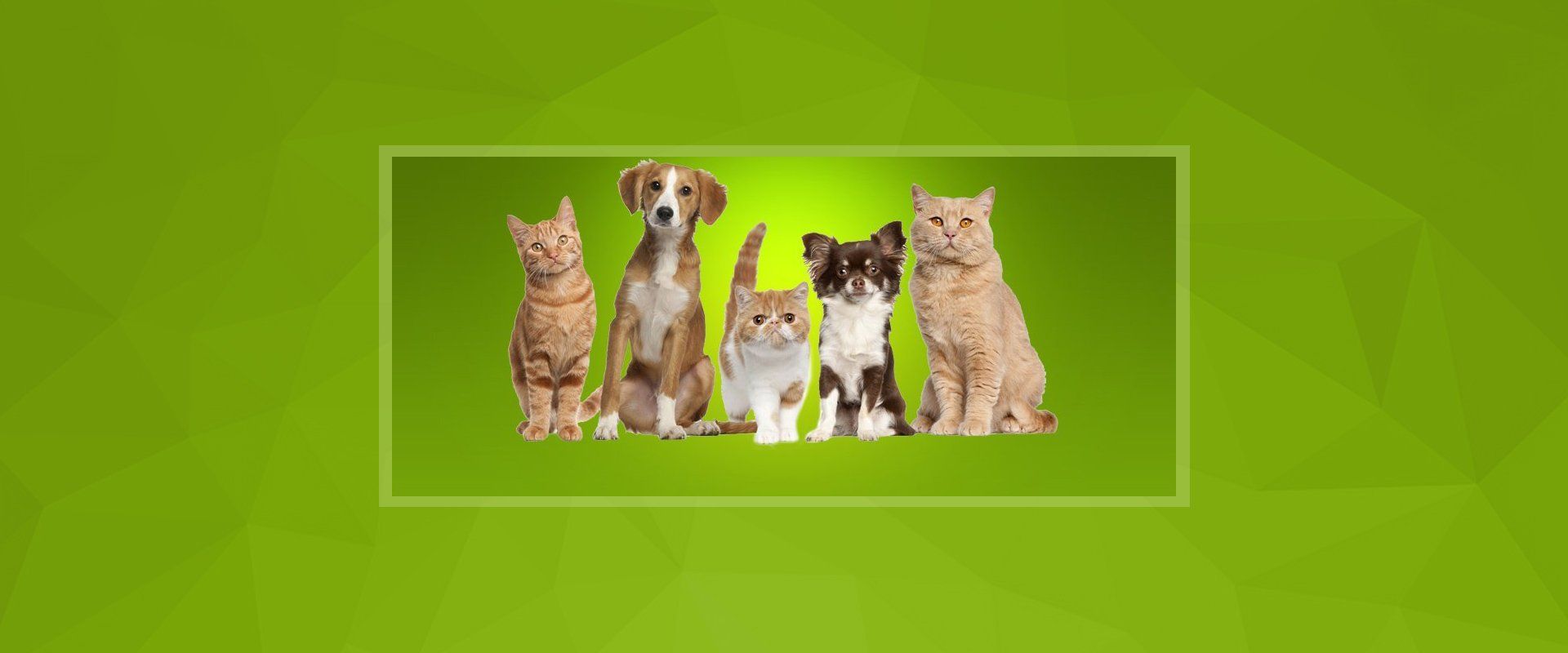 Paws for Health Inc Pet Food Distributor Sarasota, FL