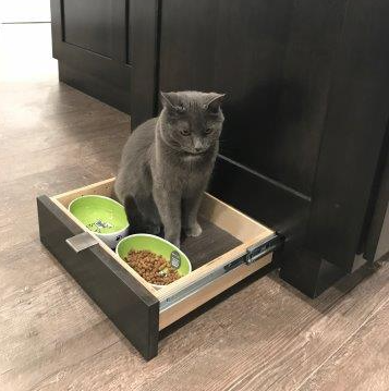 New cabinet and cat