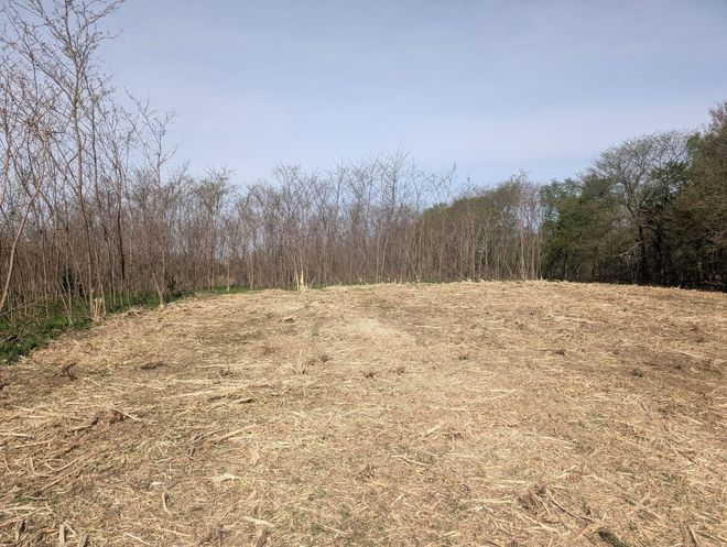 Dry grassy field bordered by leafless trees under a pale sky
