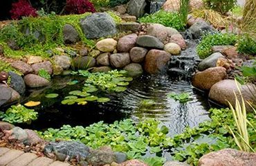 A pond surrounded by rocks and plants in a garden.