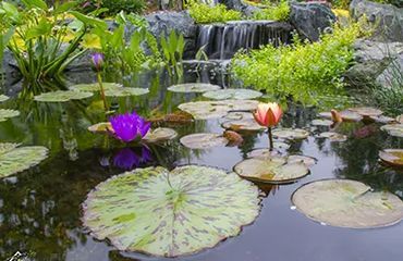 A pond filled with water lilies and flowers with a waterfall in the background.