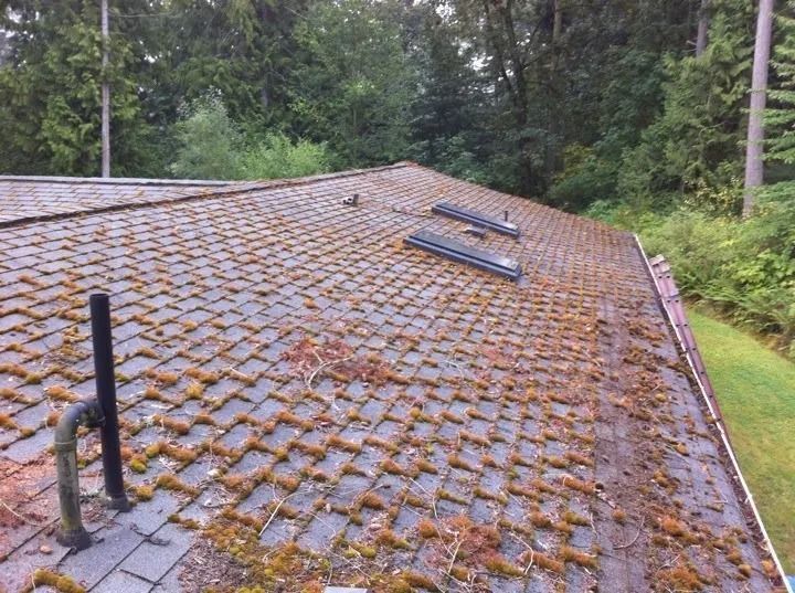 Moss-covered shingled roof in a forested area with rooftop vents