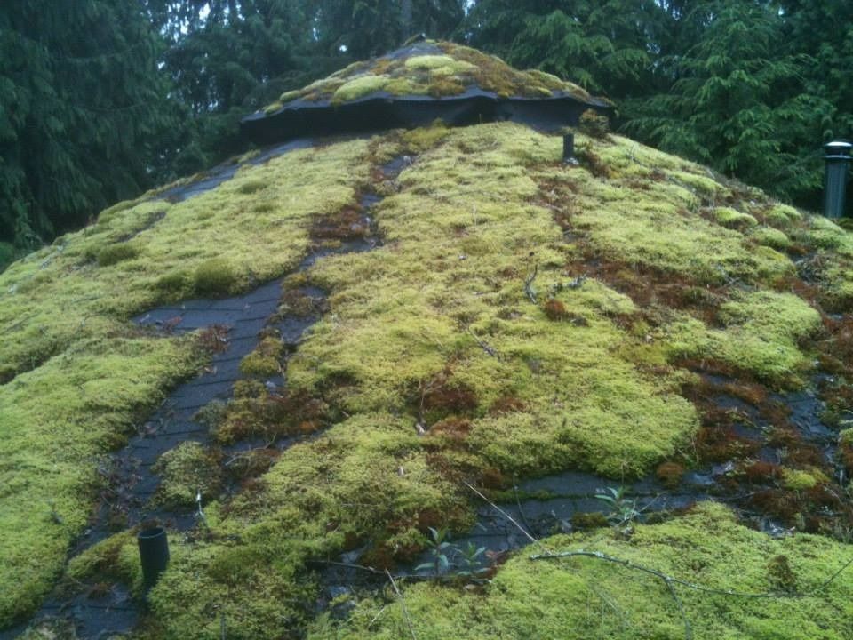 Moss-covered rock mound with a dark path through the center, surrounded by green trees