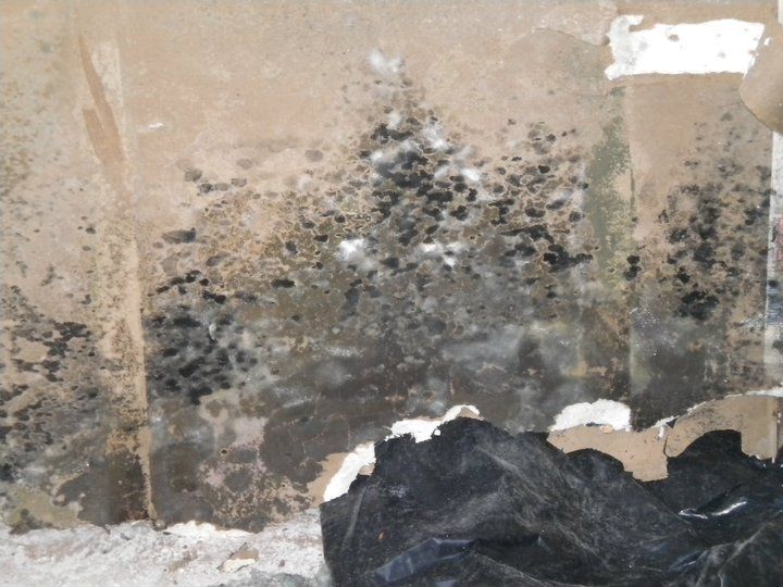 Mold remediation services
