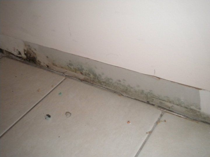 Mold remediation services