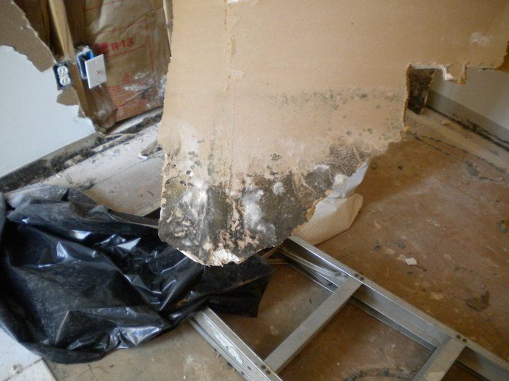 Mold remediation services
