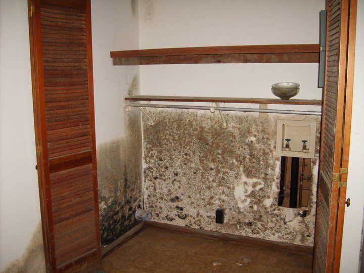 Mold remediation services