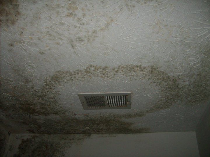 Mold remediation services