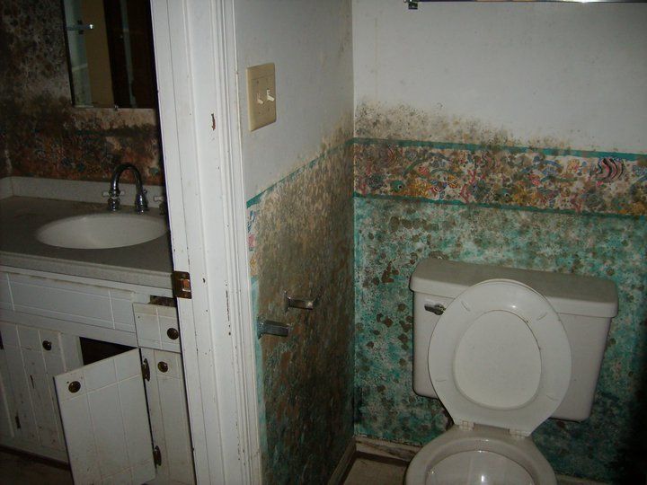 Mold remediation services