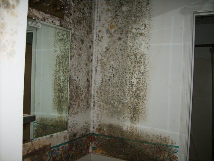 Mold remediation services