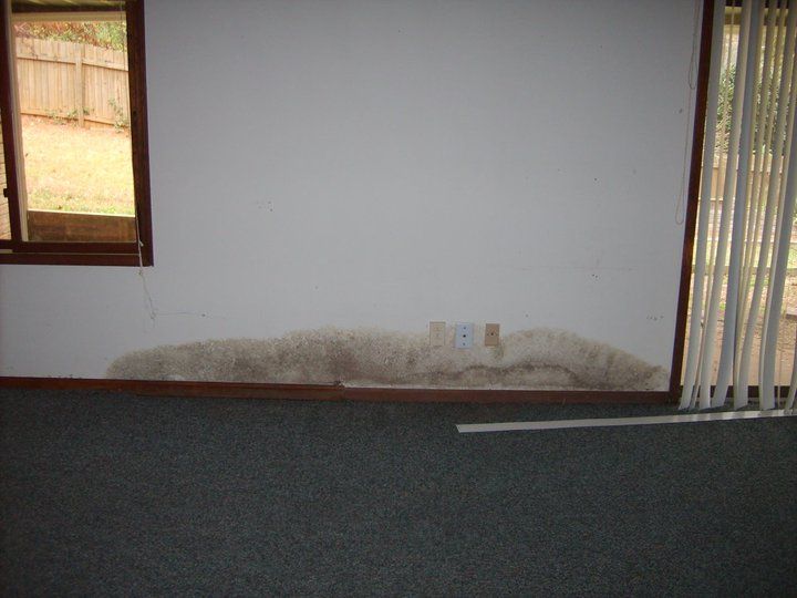 Mold remediation services