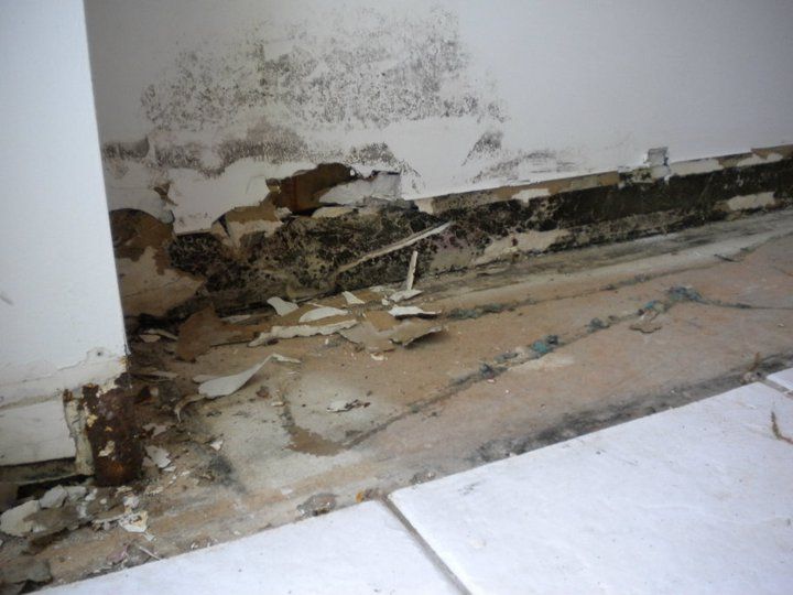 Mold remediation services