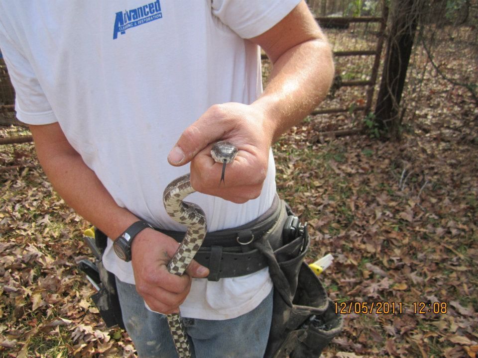 Snake removal