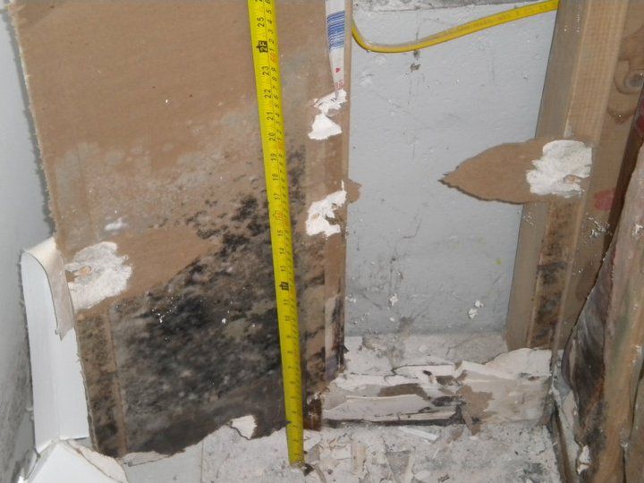 Mold remediation services