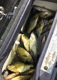 Fish in a cooler on a boat