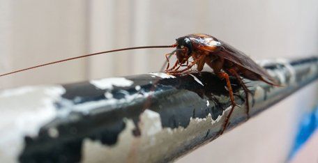 Cockroach removal