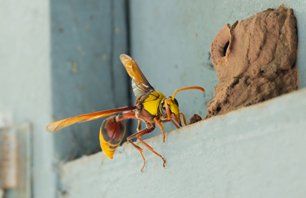 Wasp making a hive