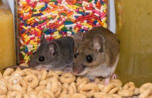 Two mice in the pantry