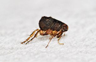 Closeup picture of a flea