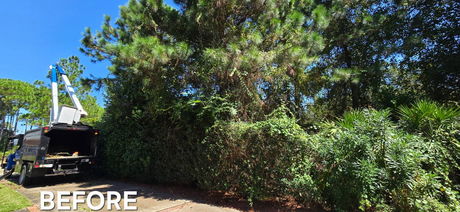A tree service truck preparing to trim overgrown trees and bushes under a blue sky. 