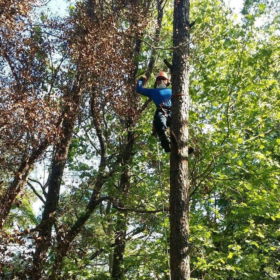 A man is climbing a tree with a chainsaw.