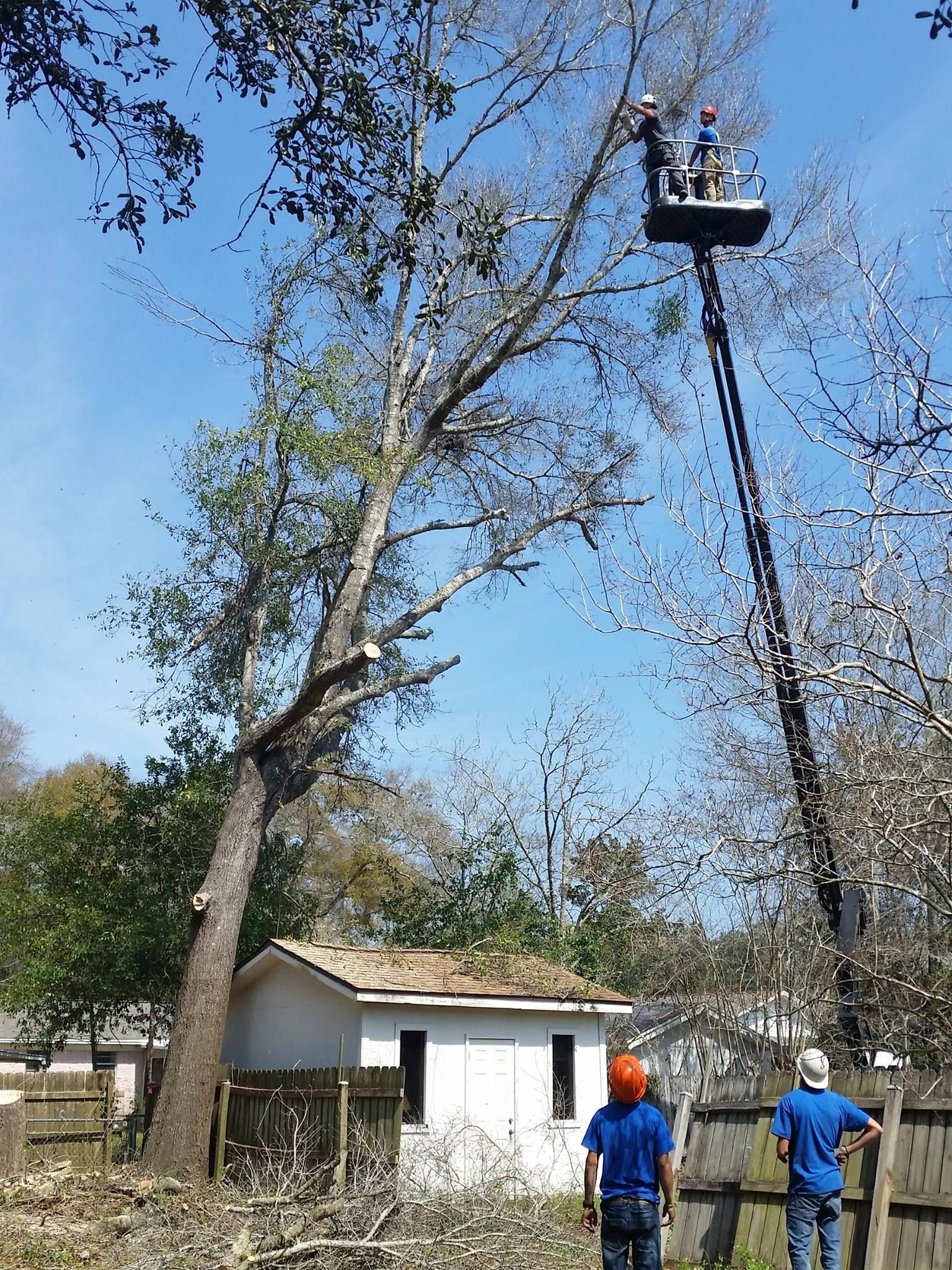 A man in a bucket is cutting a tree in front of a house.