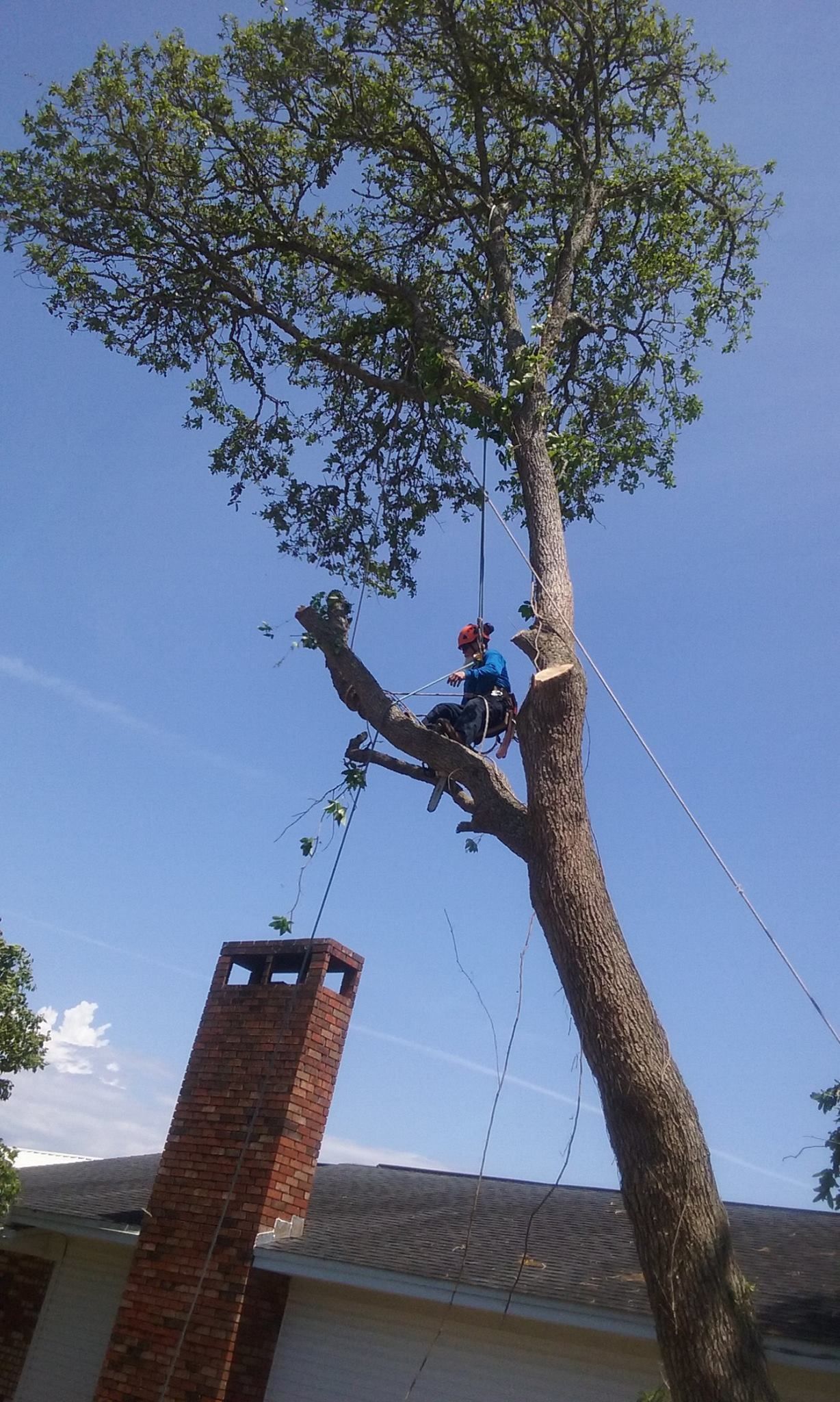 A man is climbing a tree in front of a house.