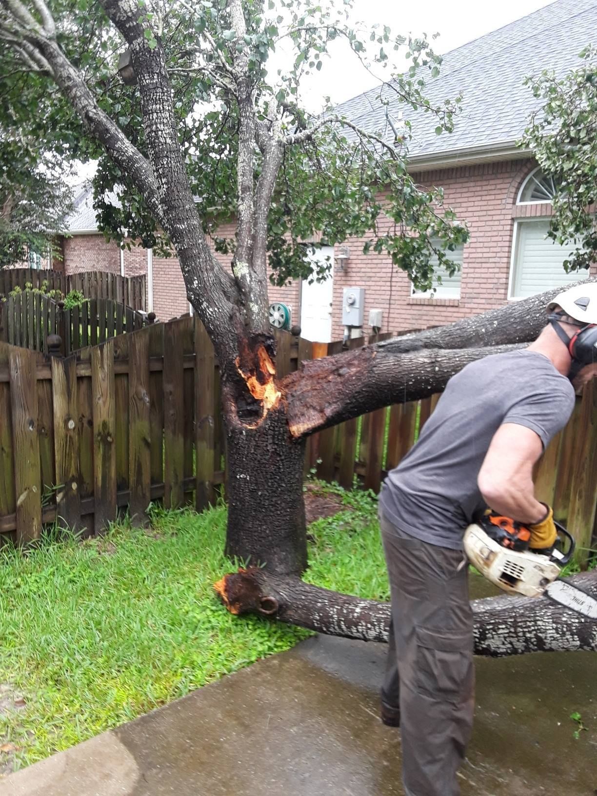 A man is cutting a tree with a chainsaw.