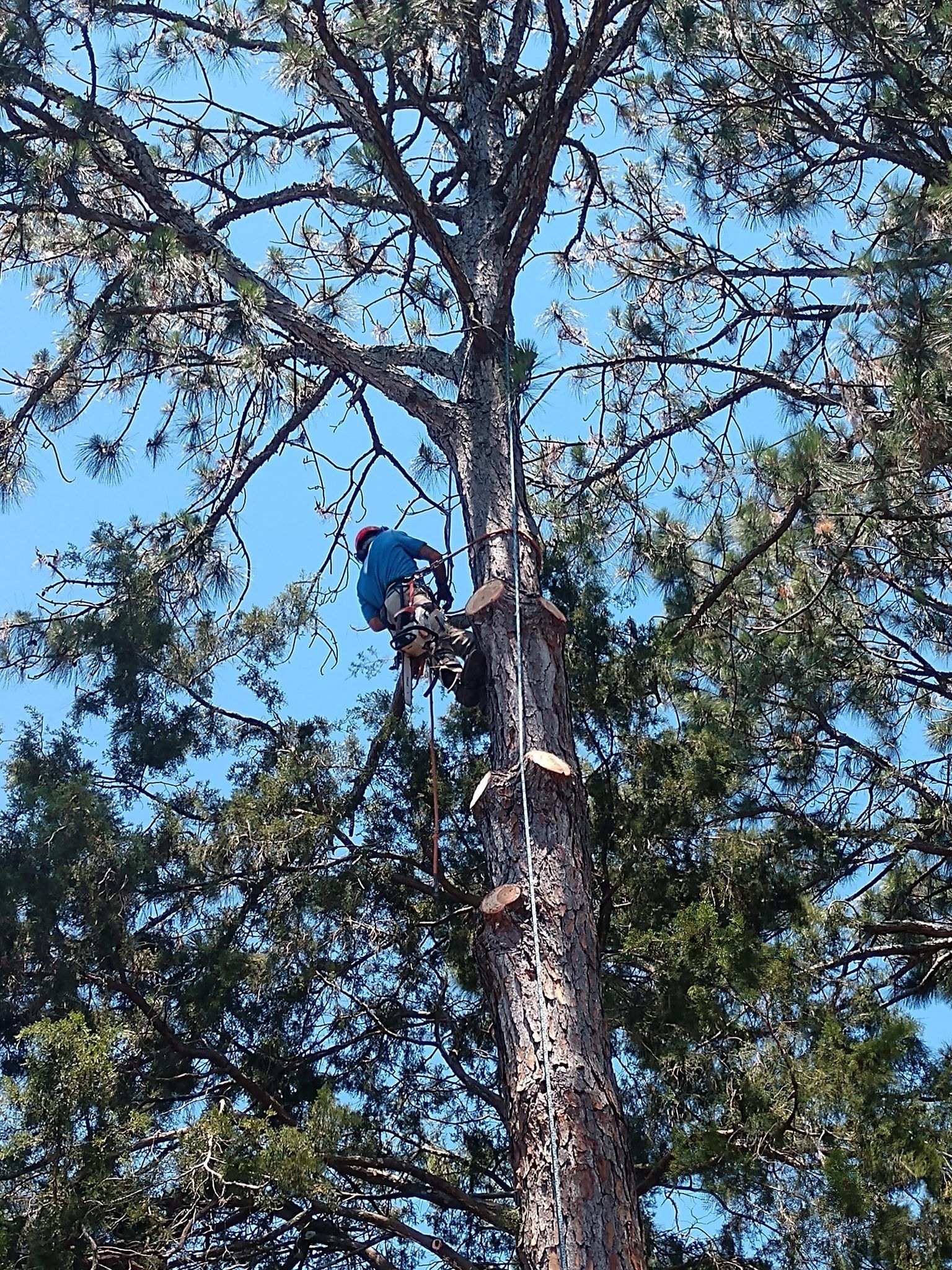A man is climbing a tree with a chainsaw.