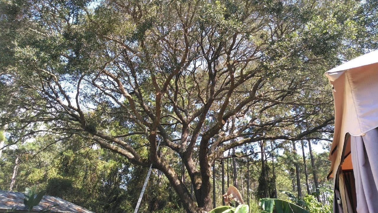 A tent is sitting under a tree in the woods.