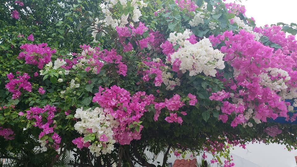 Bougainvillea