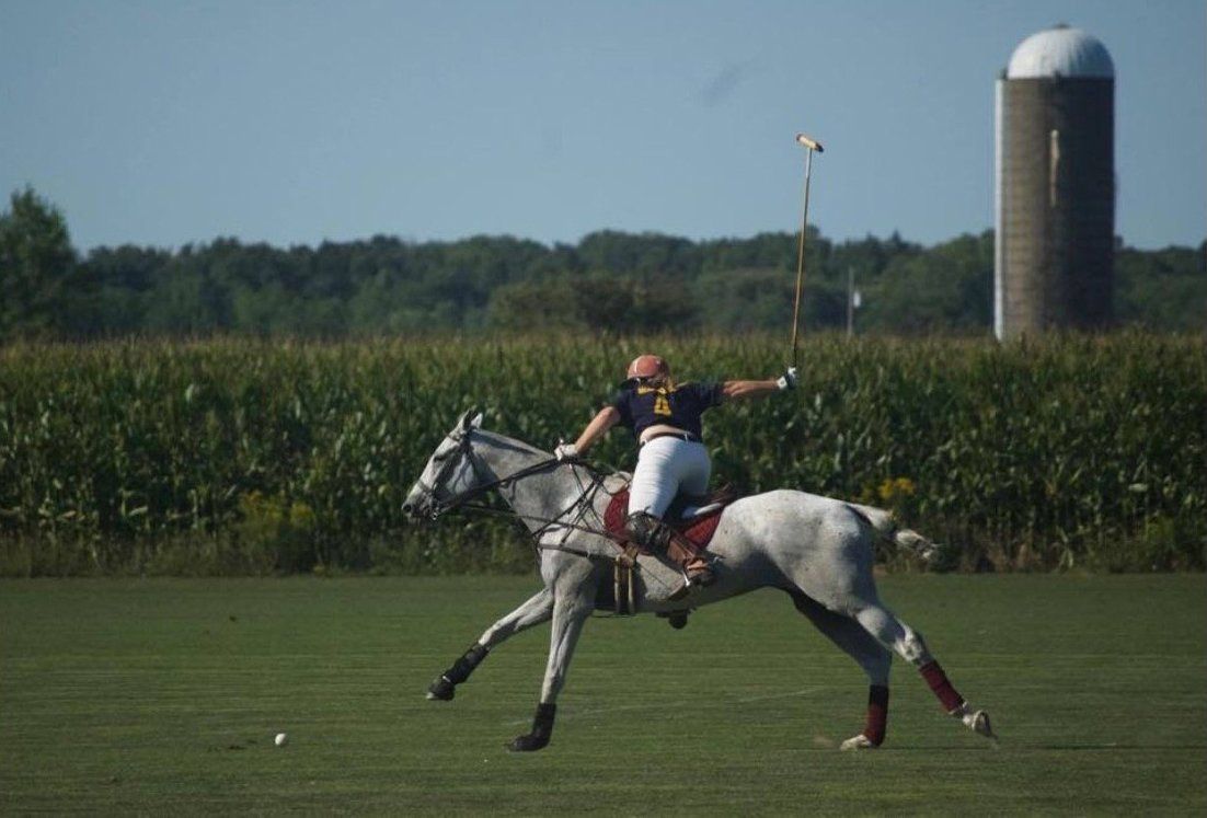 DeNaples Equine photo gallery