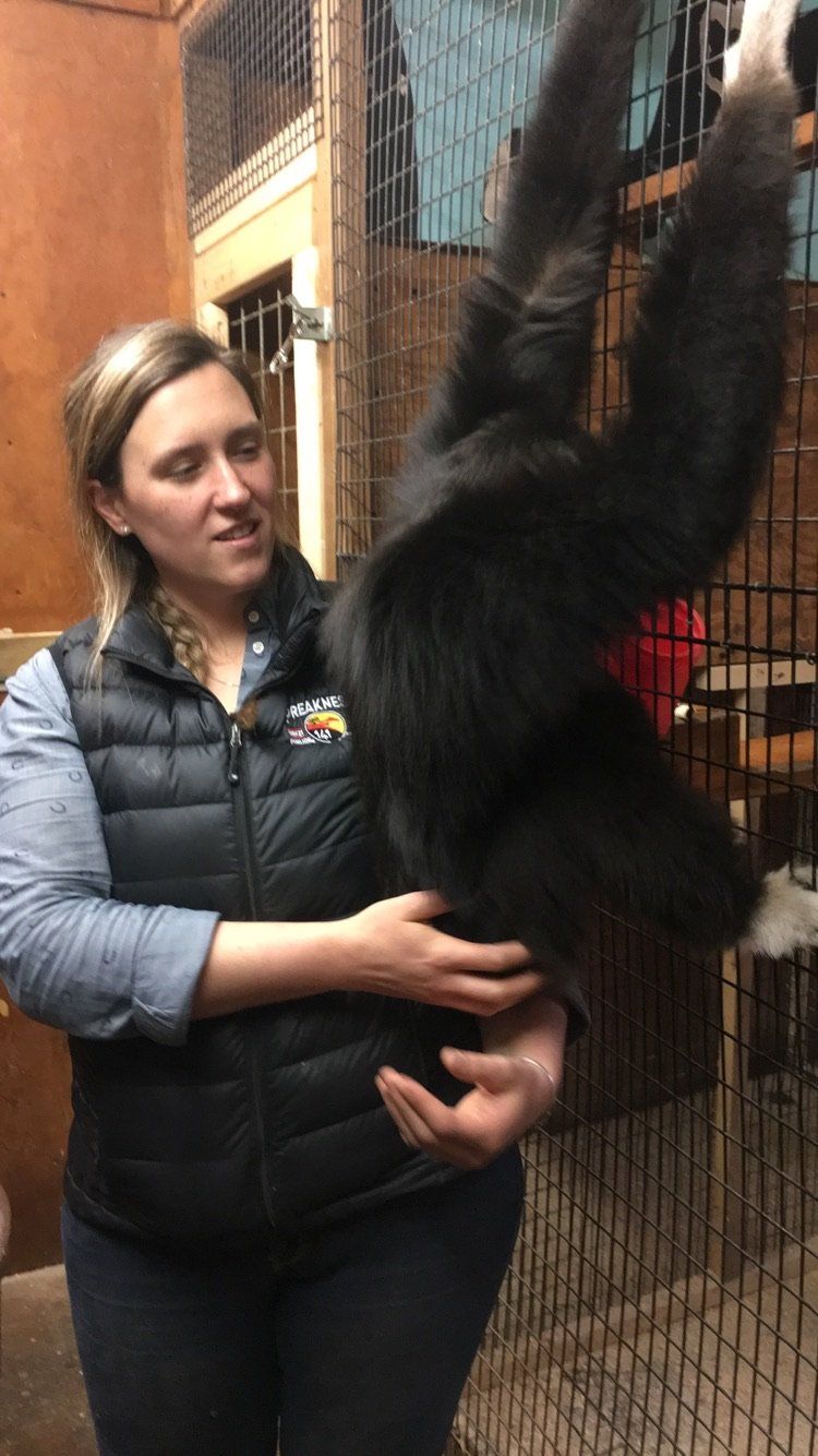 DeNaples Equine photo gallery