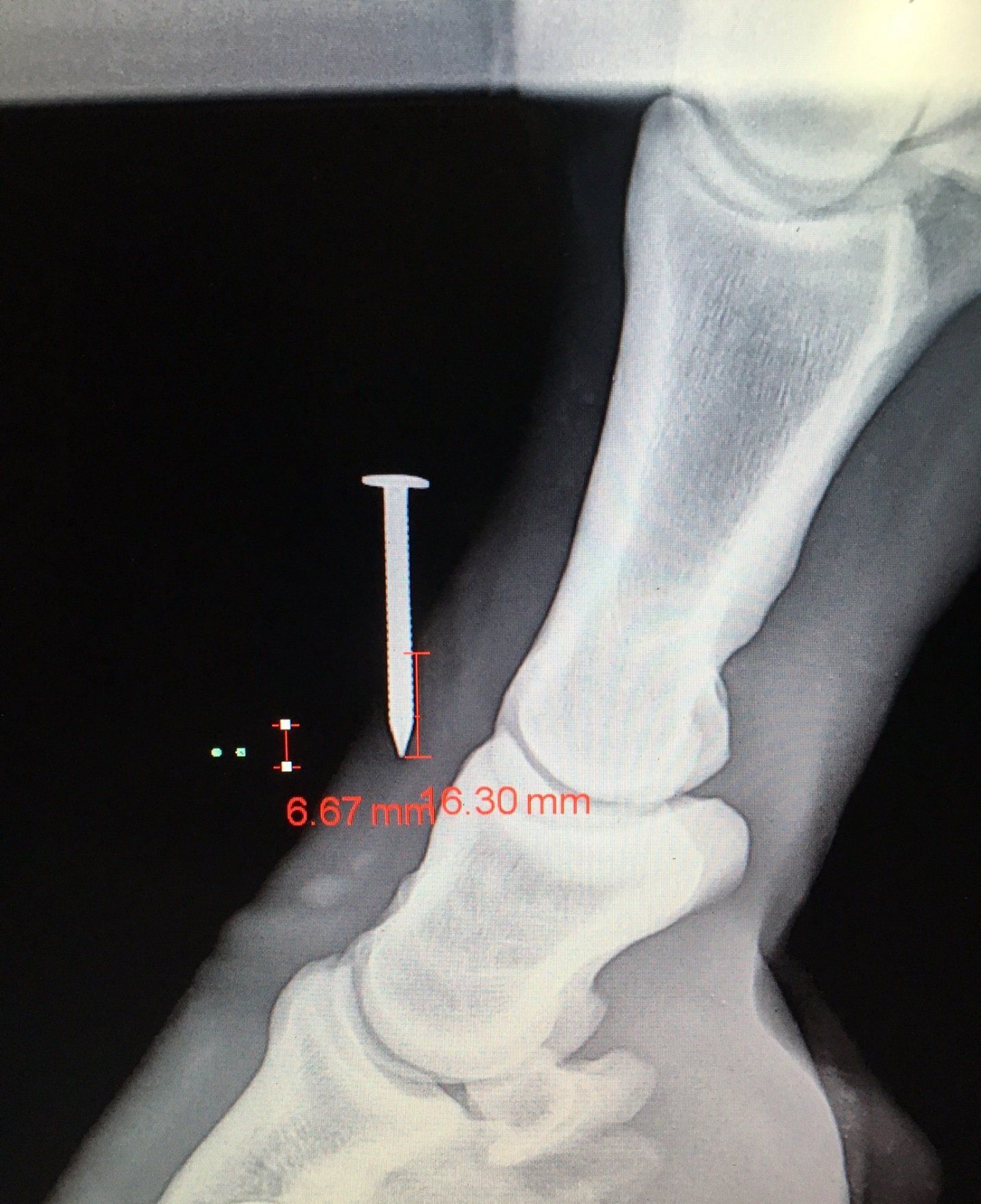 DeNaples Equine photo gallery