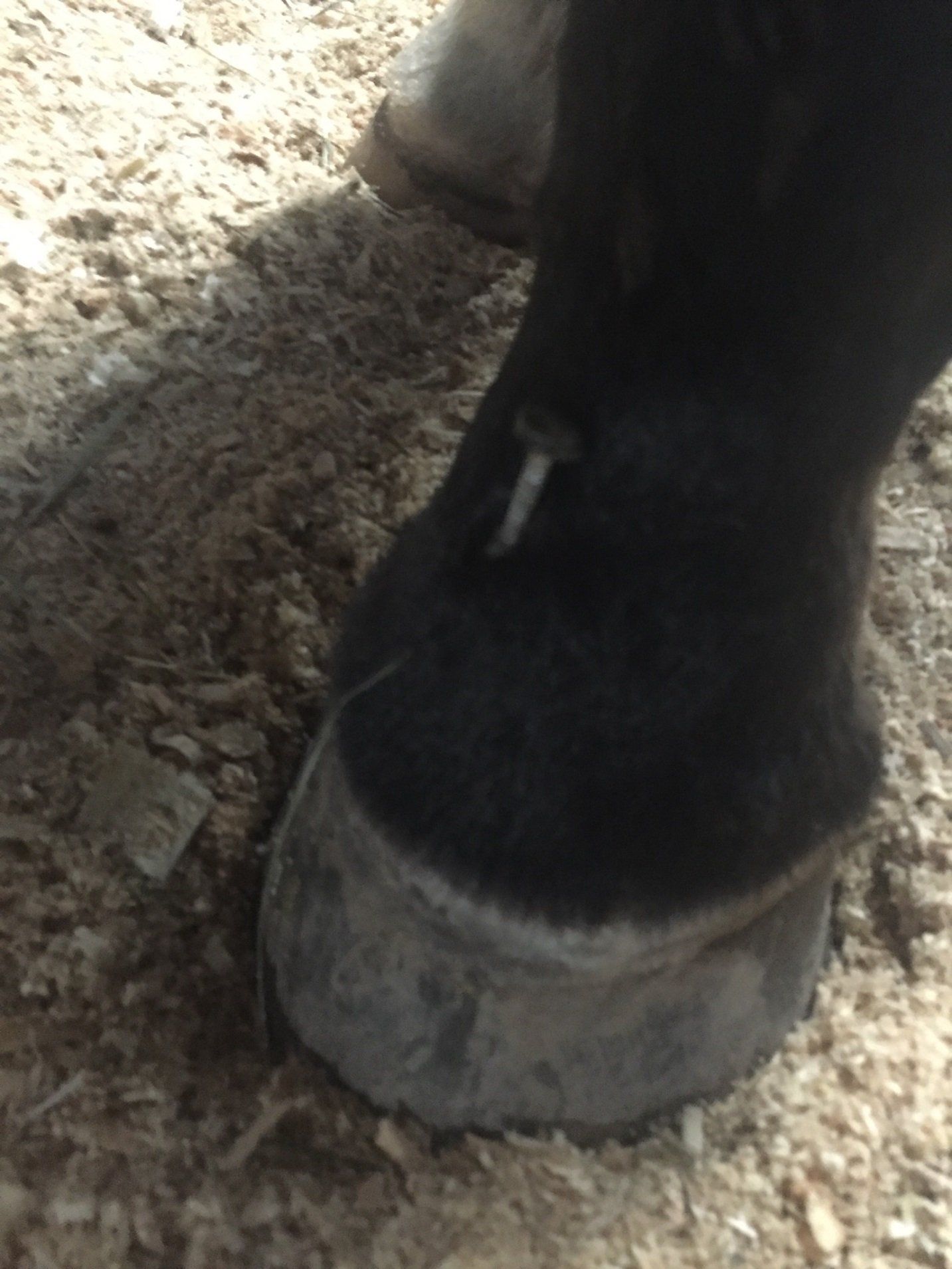 DeNaples Equine photo gallery