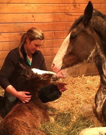 DeNaples Equine photo gallery