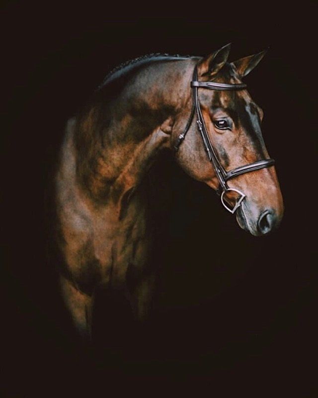 DeNaples Equine photo gallery