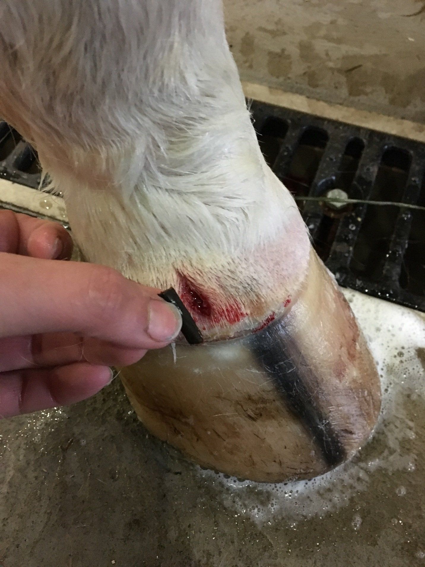 DeNaples Equine photo gallery