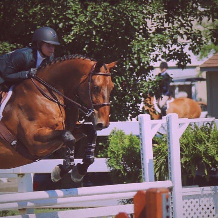 DeNaples Equine photo gallery