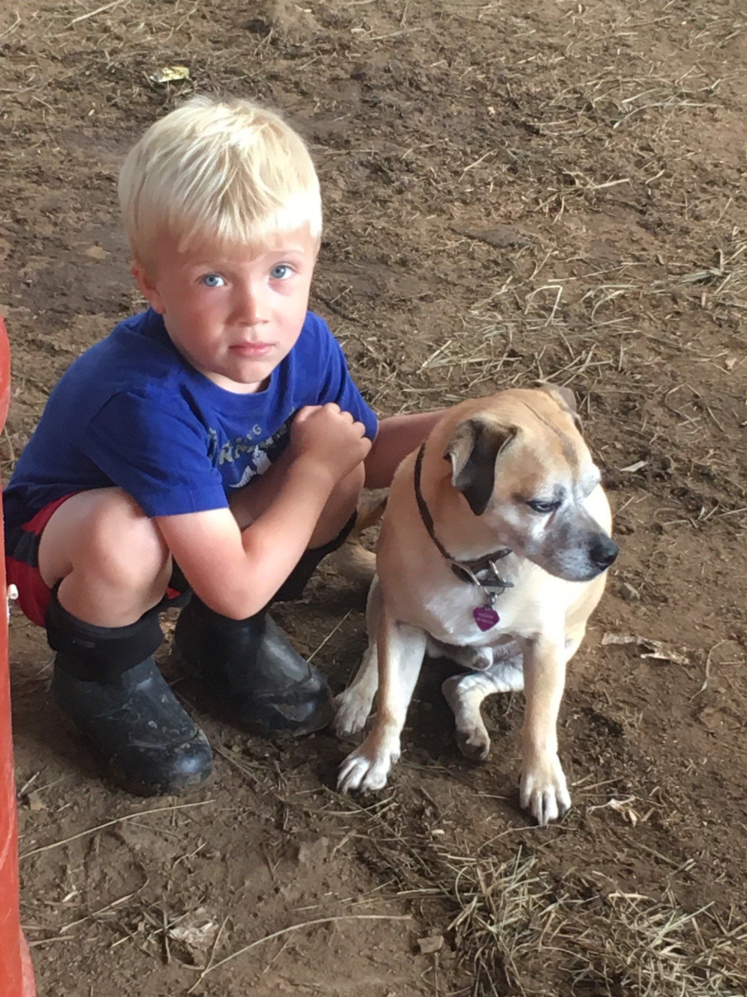 DeNaples Equine photo gallery