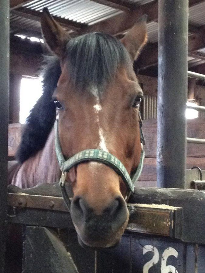 DeNaples Equine photo gallery