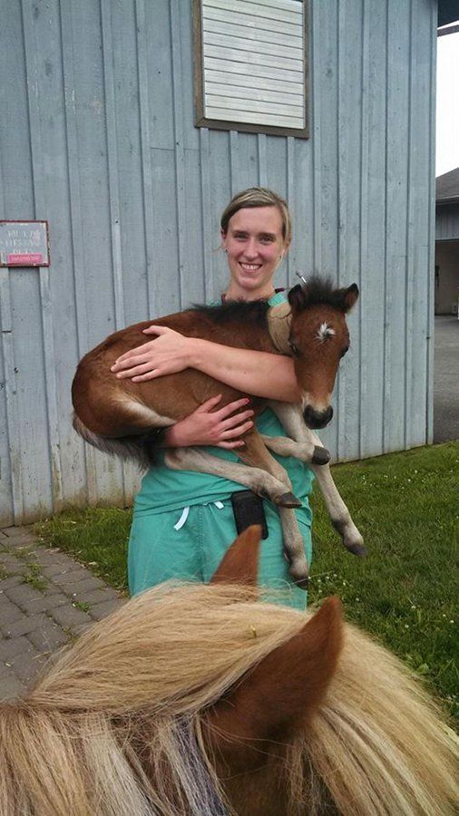 DeNaples Equine photo gallery