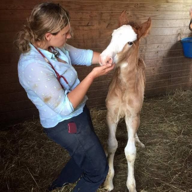 DeNaples Equine photo gallery