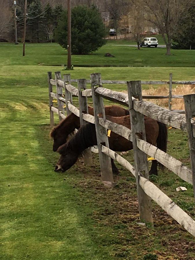 DeNaples Equine photo gallery