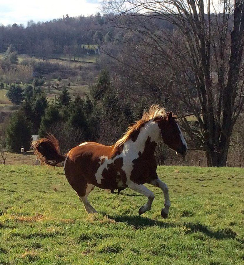 DeNaples Equine photo gallery