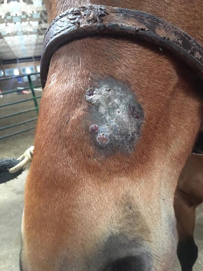 DeNaples Equine photo gallery