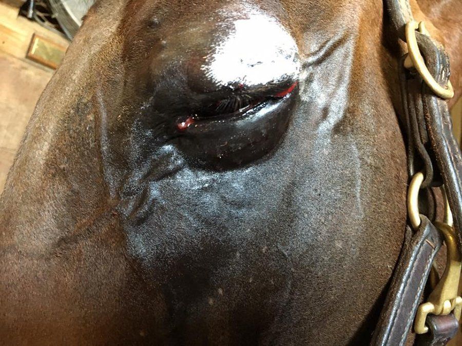 DeNaples Equine photo gallery