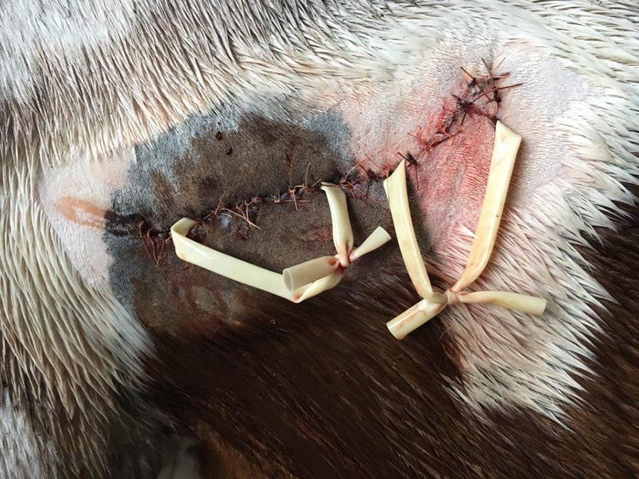 DeNaples Equine photo gallery