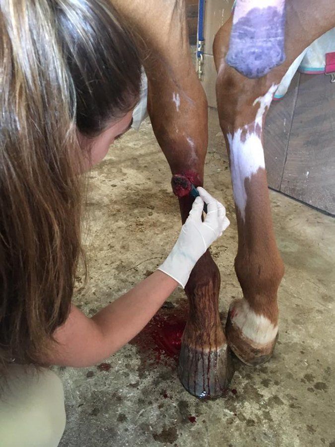 DeNaples Equine photo gallery