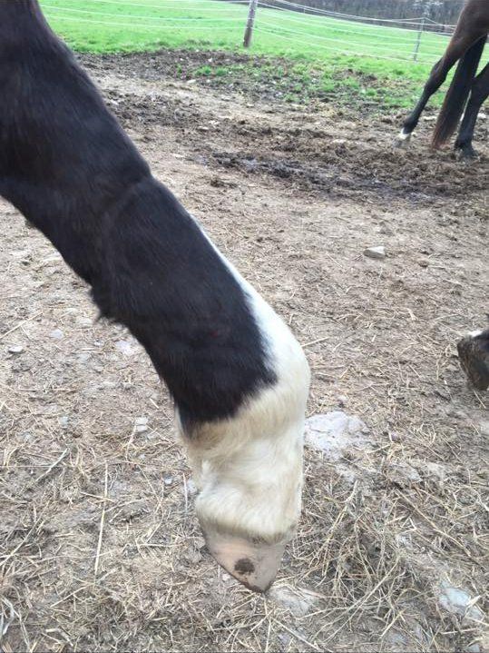 DeNaples Equine photo gallery